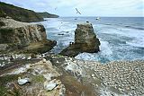 Australasian Gannet